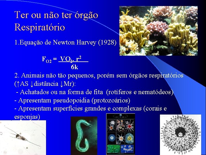 Ter ou não ter órgão Respiratório 1. Equação de Newton Harvey (1928) FO Ter ou não ter órgão Respiratório 1. Equação de Newton Harvey (1928) FO