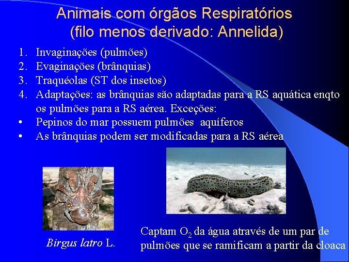 Animais com órgãos Respiratórios (filo menos derivado: Annelida) 1. Invaginações (pulmões) 2. Evaginações Animais com órgãos Respiratórios (filo menos derivado: Annelida) 1. Invaginações (pulmões) 2. Evaginações