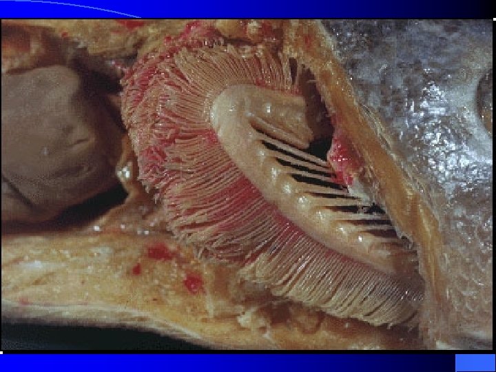 Fluxo de contra-corrente nas brânquias dos peixes Fluxo de contra-corrente nas brânquias dos peixes