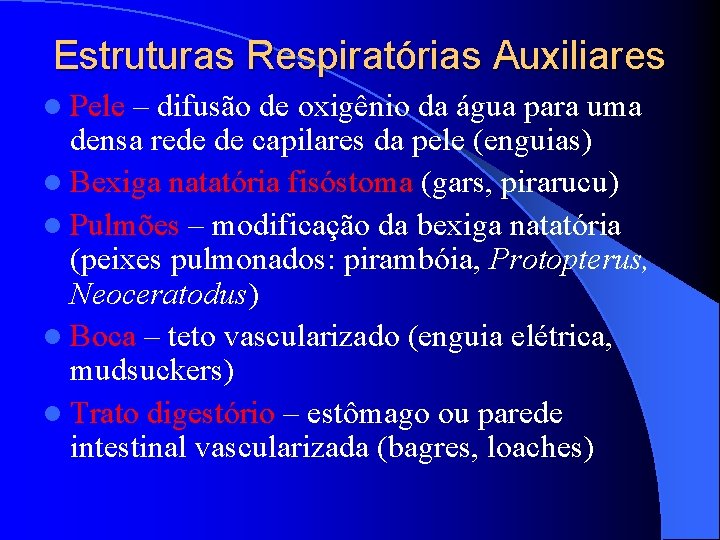 Estruturas Respiratórias Auxiliares l Pele – difusão de oxigênio da água para uma densa Estruturas Respiratórias Auxiliares l Pele – difusão de oxigênio da água para uma densa