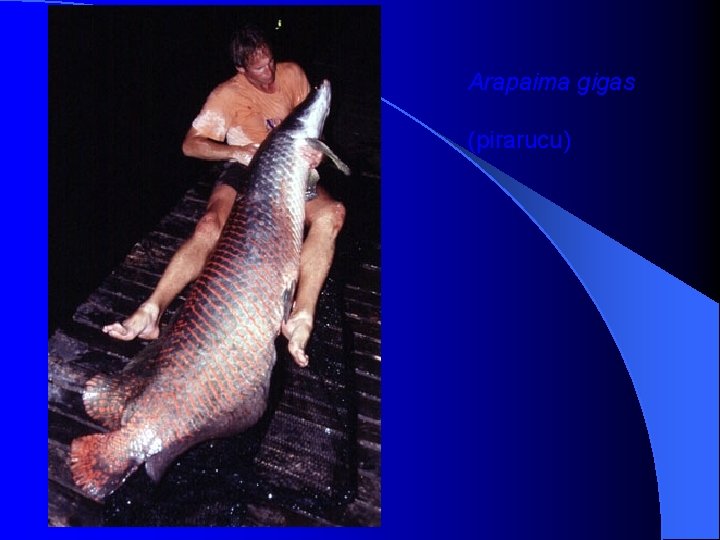 Arapaima gigas (pirarucu) Arapaima gigas (pirarucu)