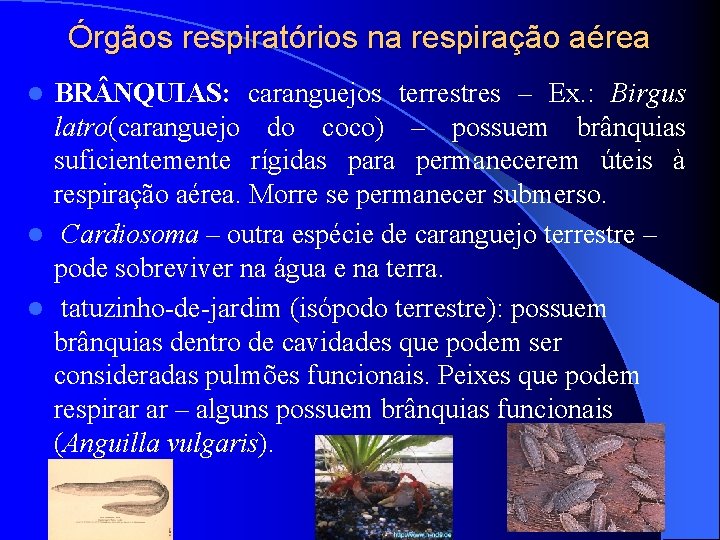 Órgãos respiratórios na respiração aérea BR NQUIAS: caranguejos terrestres – Ex. : Birgus latro(caranguejo Órgãos respiratórios na respiração aérea BR NQUIAS: caranguejos terrestres – Ex. : Birgus latro(caranguejo