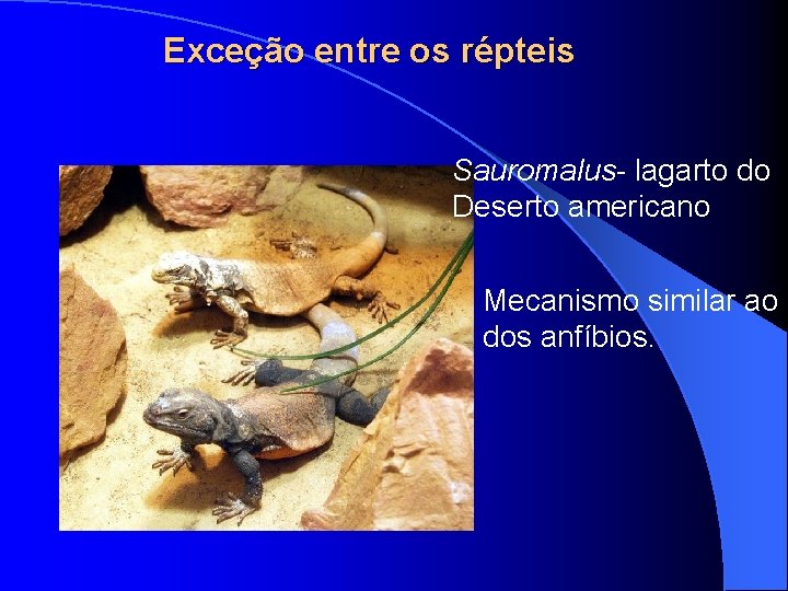 Exceção entre os répteis Sauromalus- lagarto do Deserto americano Mecanismo similar ao dos anfíbios. Exceção entre os répteis Sauromalus- lagarto do Deserto americano Mecanismo similar ao dos anfíbios.