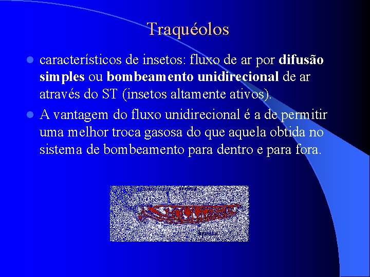 Traquéolos característicos de insetos: fluxo de ar por difusão simples ou bombeamento unidirecional de Traquéolos característicos de insetos: fluxo de ar por difusão simples ou bombeamento unidirecional de