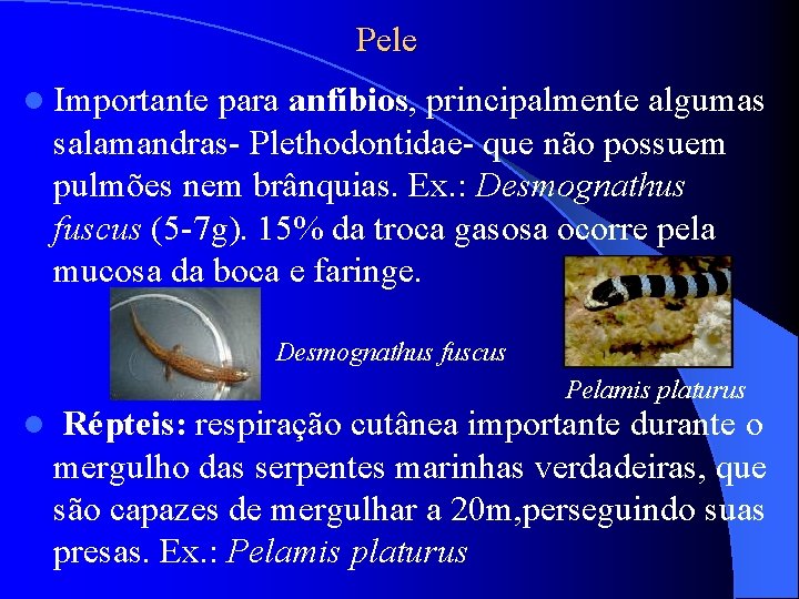Pele l Importante para anfíbios, principalmente algumas salamandras- Plethodontidae- que não possuem pulmões nem Pele l Importante para anfíbios, principalmente algumas salamandras- Plethodontidae- que não possuem pulmões nem