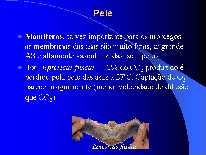 Pele Mamíferos: talvez importante para os morcegos – as membranas das asas são muito Pele Mamíferos: talvez importante para os morcegos – as membranas das asas são muito