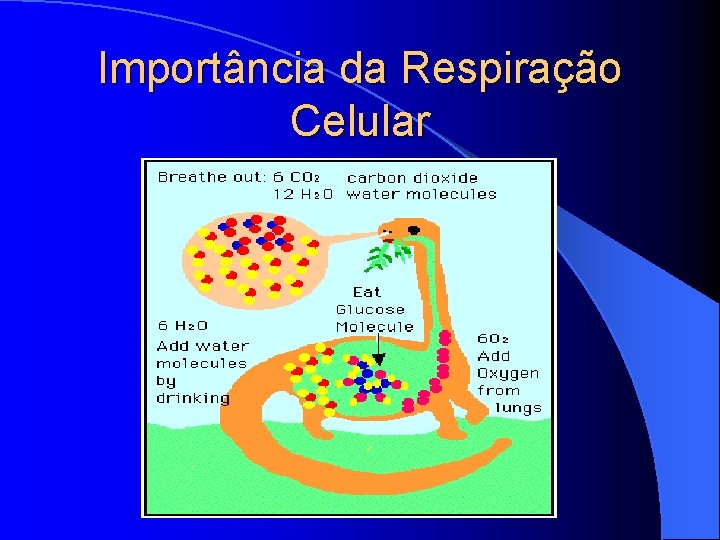 Importância da Respiração Celular Importância da Respiração Celular