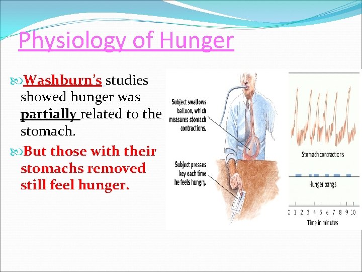 Physiology of Hunger Washburn’s studies showed hunger was partially related to the stomach. But