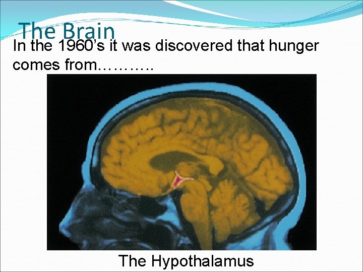 The Brain In the 1960’s it was discovered that hunger comes from………. . The