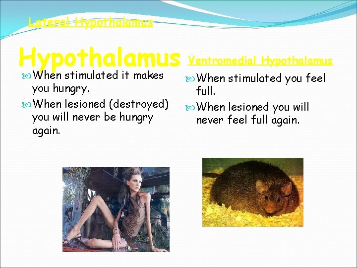 Lateral Hypothalamus Ventromedial Hypothalamus When stimulated it makes you hungry. When lesioned (destroyed) you