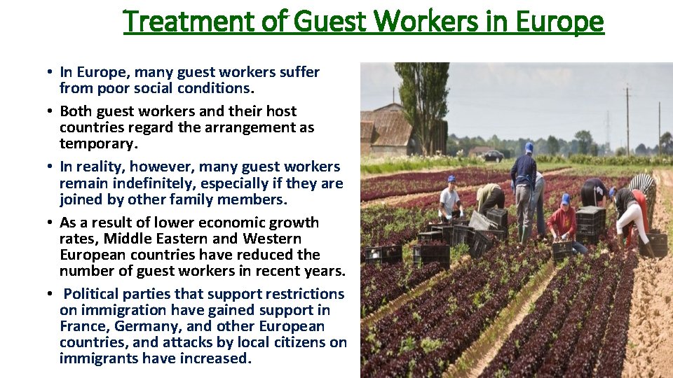 Treatment of Guest Workers in Europe • In Europe, many guest workers suffer from