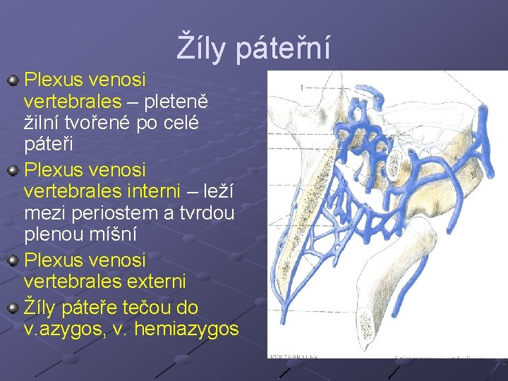 Žíly páteřní Plexus venosi vertebrales – pleteně žilní tvořené po celé páteři Plexus venosi Žíly páteřní Plexus venosi vertebrales – pleteně žilní tvořené po celé páteři Plexus venosi