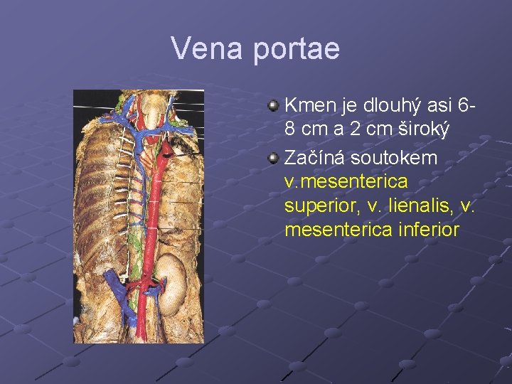 Vena portae Kmen je dlouhý asi 68 cm a 2 cm široký Začíná soutokem Vena portae Kmen je dlouhý asi 68 cm a 2 cm široký Začíná soutokem