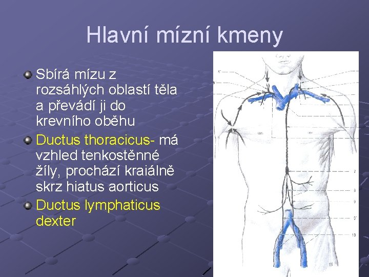 Hlavní mízní kmeny Sbírá mízu z rozsáhlých oblastí těla a převádí ji do krevního Hlavní mízní kmeny Sbírá mízu z rozsáhlých oblastí těla a převádí ji do krevního