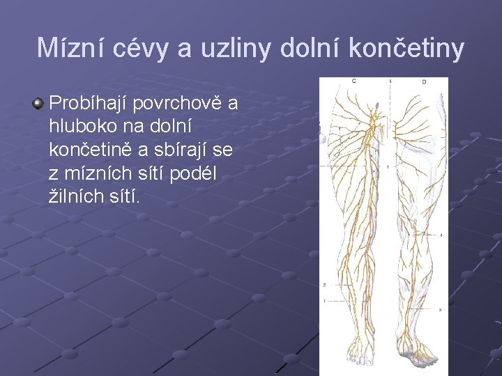 Mízní cévy a uzliny dolní končetiny Probíhají povrchově a hluboko na dolní končetině a Mízní cévy a uzliny dolní končetiny Probíhají povrchově a hluboko na dolní končetině a