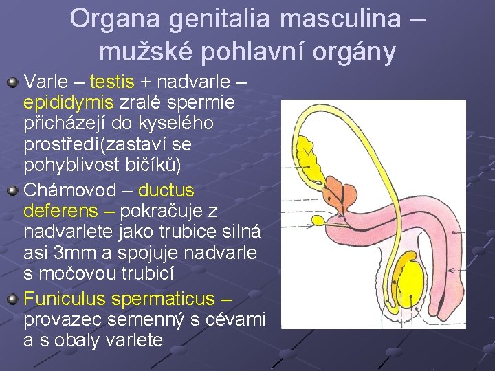 Organa genitalia masculina – mužské pohlavní orgány Varle – testis + nadvarle – epididymis Organa genitalia masculina – mužské pohlavní orgány Varle – testis + nadvarle – epididymis