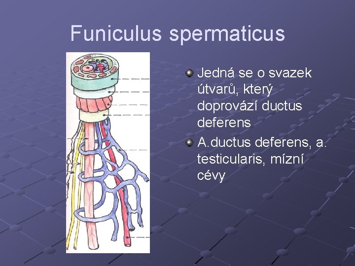 Funiculus spermaticus Jedná se o svazek útvarů, který doprovází ductus deferens A. ductus deferens, Funiculus spermaticus Jedná se o svazek útvarů, který doprovází ductus deferens A. ductus deferens,