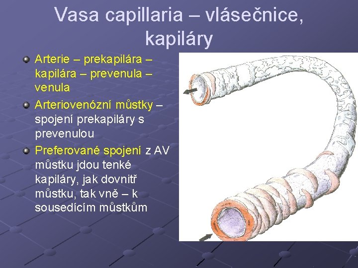 Vasa capillaria – vlásečnice, kapiláry Arterie – prekapilára – prevenula – venula Arteriovenózní můstky Vasa capillaria – vlásečnice, kapiláry Arterie – prekapilára – prevenula – venula Arteriovenózní můstky