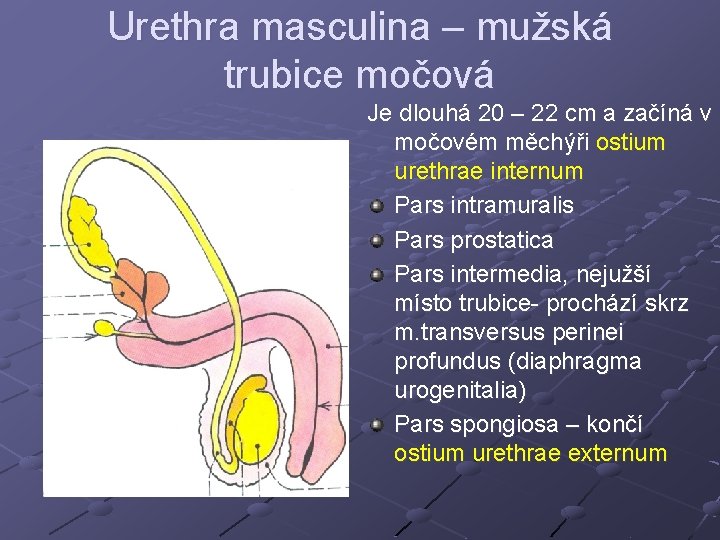 Urethra masculina – mužská trubice močová Je dlouhá 20 – 22 cm a začíná Urethra masculina – mužská trubice močová Je dlouhá 20 – 22 cm a začíná
