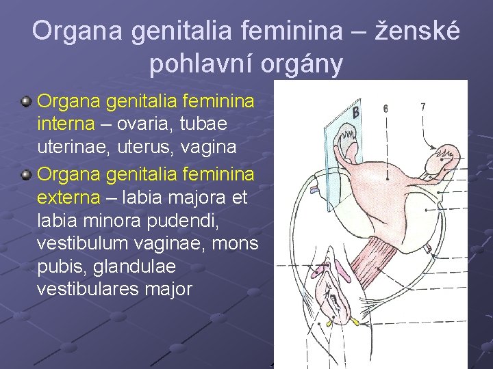 Organa genitalia feminina – ženské pohlavní orgány Organa genitalia feminina interna – ovaria, tubae Organa genitalia feminina – ženské pohlavní orgány Organa genitalia feminina interna – ovaria, tubae