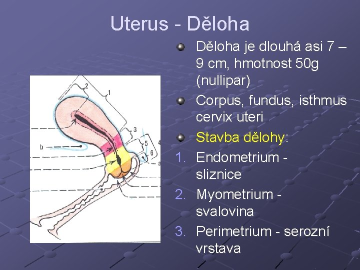 Uterus - Děloha 1. 2. 3. Děloha je dlouhá asi 7 – 9 cm, Uterus - Děloha 1. 2. 3. Děloha je dlouhá asi 7 – 9 cm,