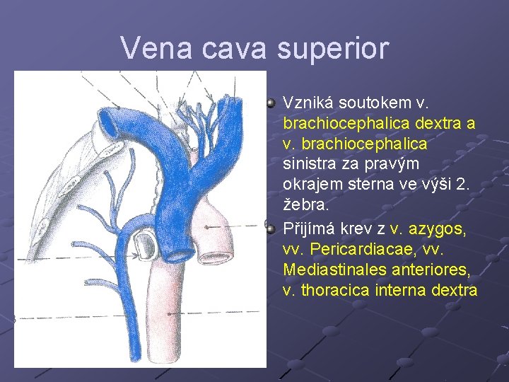 Vena cava superior Vzniká soutokem v. brachiocephalica dextra a v. brachiocephalica sinistra za pravým Vena cava superior Vzniká soutokem v. brachiocephalica dextra a v. brachiocephalica sinistra za pravým