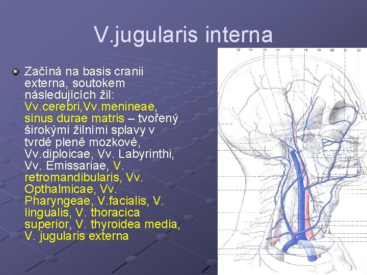 V. jugularis interna Začíná na basis cranii externa, soutokem následujících žil: Vv. cerebri, Vv. V. jugularis interna Začíná na basis cranii externa, soutokem následujících žil: Vv. cerebri, Vv.