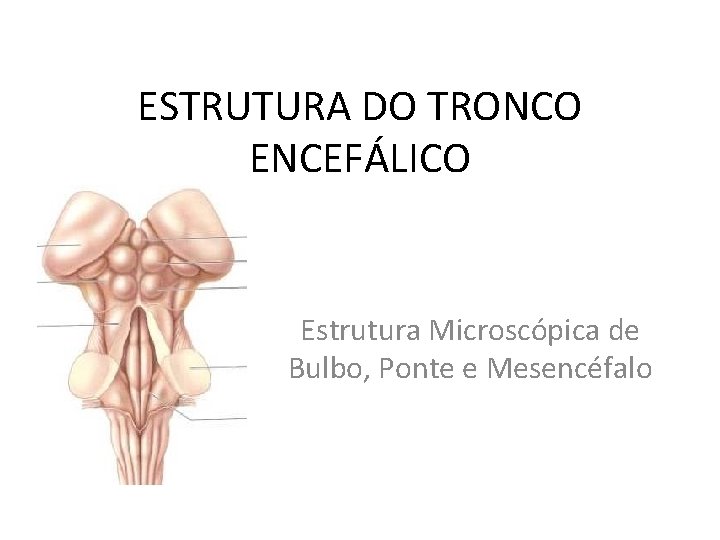 ESTRUTURA DO TRONCO ENCEFÁLICO Estrutura Microscópica de Bulbo, Ponte e Mesencéfalo 