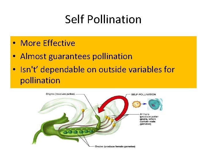 Self Pollination • More Effective • Almost guarantees pollination • Isn't’ dependable on outside