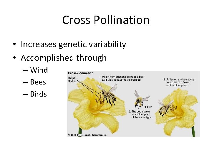 Cross Pollination • Increases genetic variability • Accomplished through – Wind – Bees –