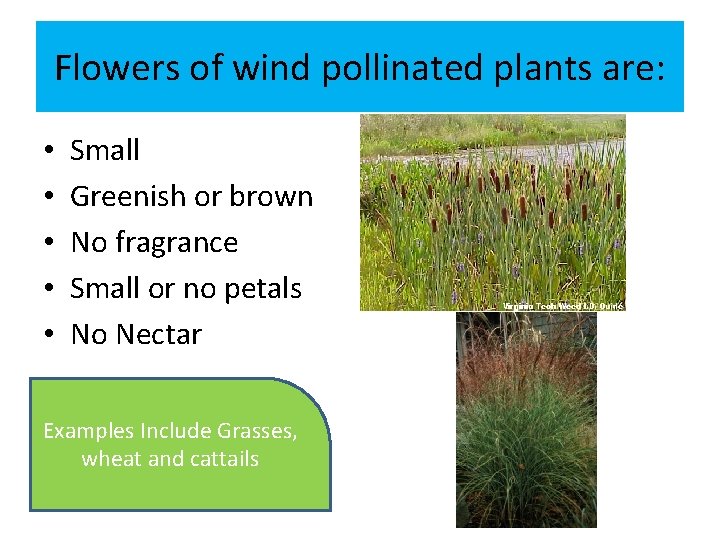Flowers of wind pollinated plants are: • • • Small Greenish or brown No