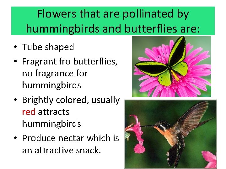 Flowers that are pollinated by hummingbirds and butterflies are: • Tube shaped • Fragrant