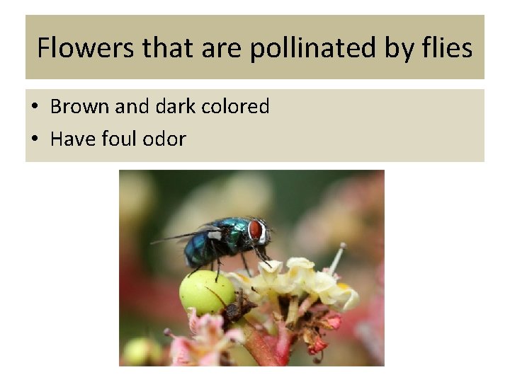 Flowers that are pollinated by flies • Brown and dark colored • Have foul
