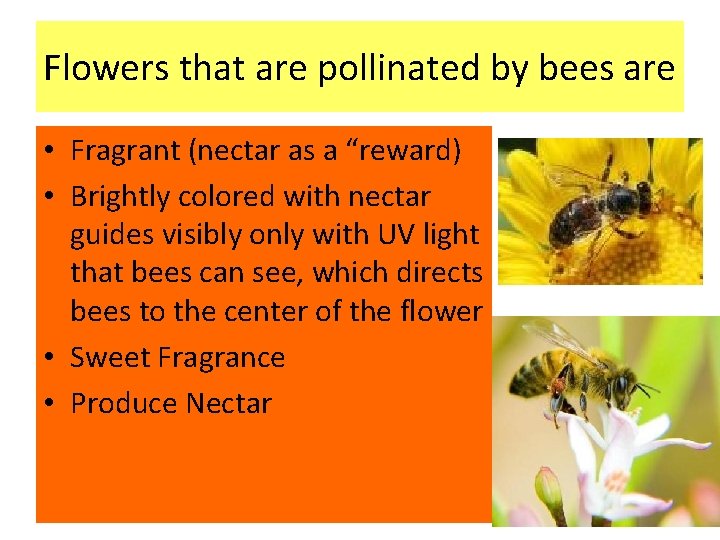 Flowers that are pollinated by bees are • Fragrant (nectar as a “reward) •