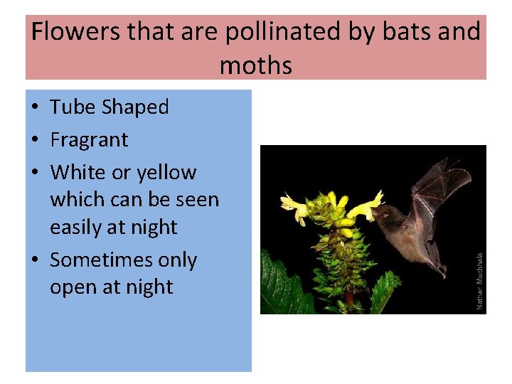 Flowers that are pollinated by bats and moths • Tube Shaped • Fragrant •