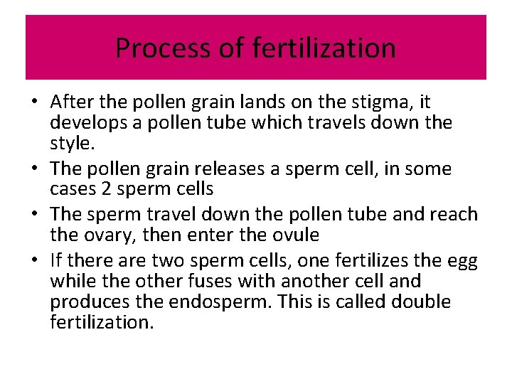 Process of fertilization • After the pollen grain lands on the stigma, it develops