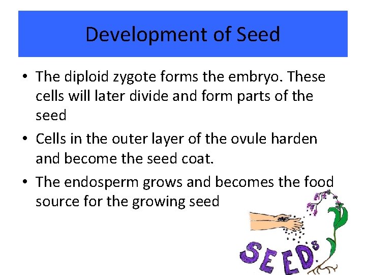 Development of Seed • The diploid zygote forms the embryo. These cells will later