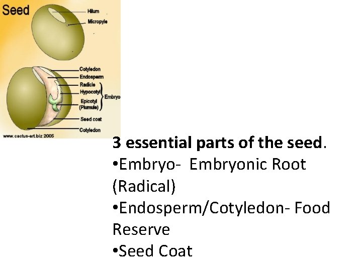 3 essential parts of the seed. • Embryo- Embryonic Root (Radical) • Endosperm/Cotyledon- Food