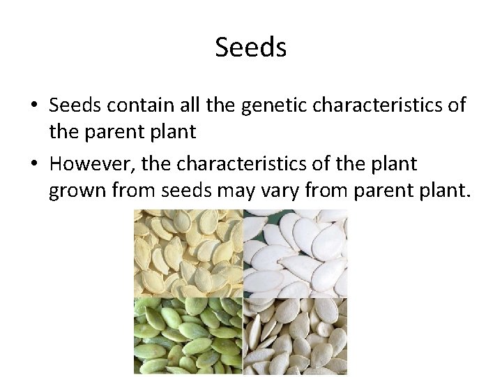 Seeds • Seeds contain all the genetic characteristics of the parent plant • However,