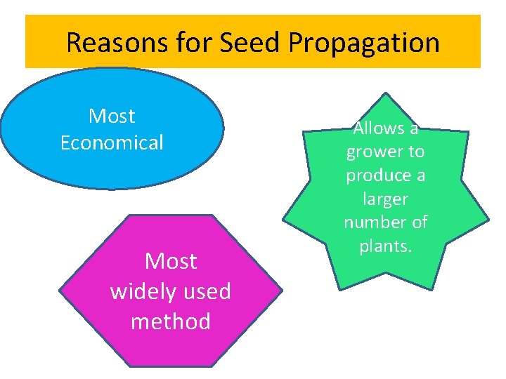 Reasons for Seed Propagation Most Economical Most widely used method Allows a grower to