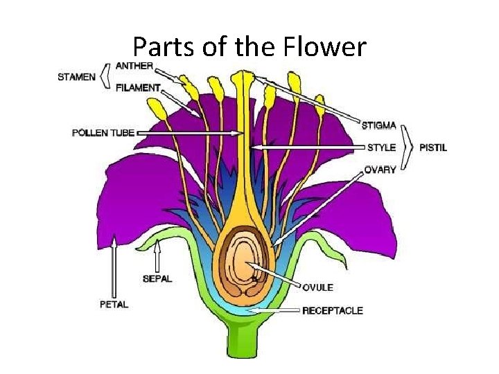 Parts of the Flower 