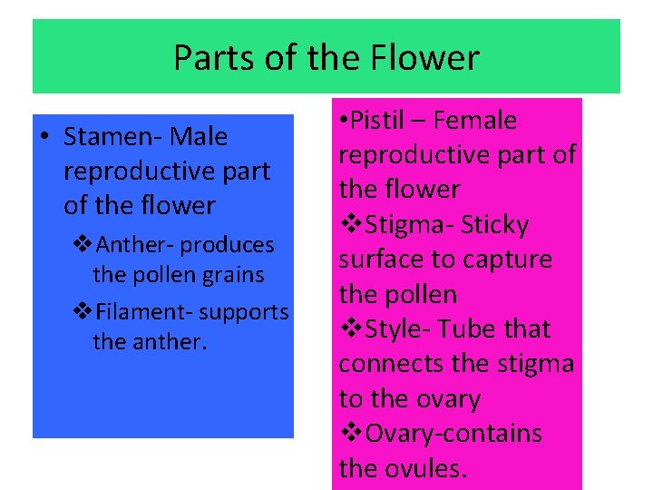 Parts of the Flower • Stamen- Male reproductive part of the flower v. Anther-