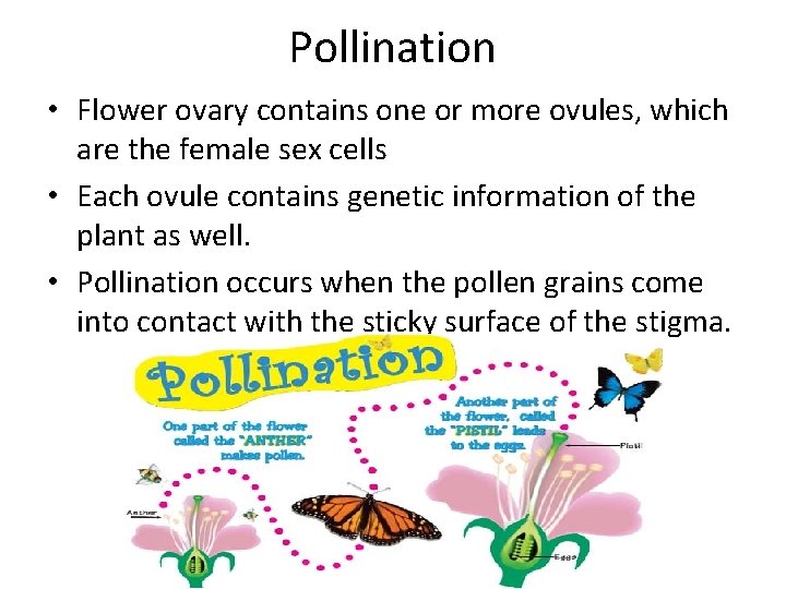 Pollination • Flower ovary contains one or more ovules, which are the female sex