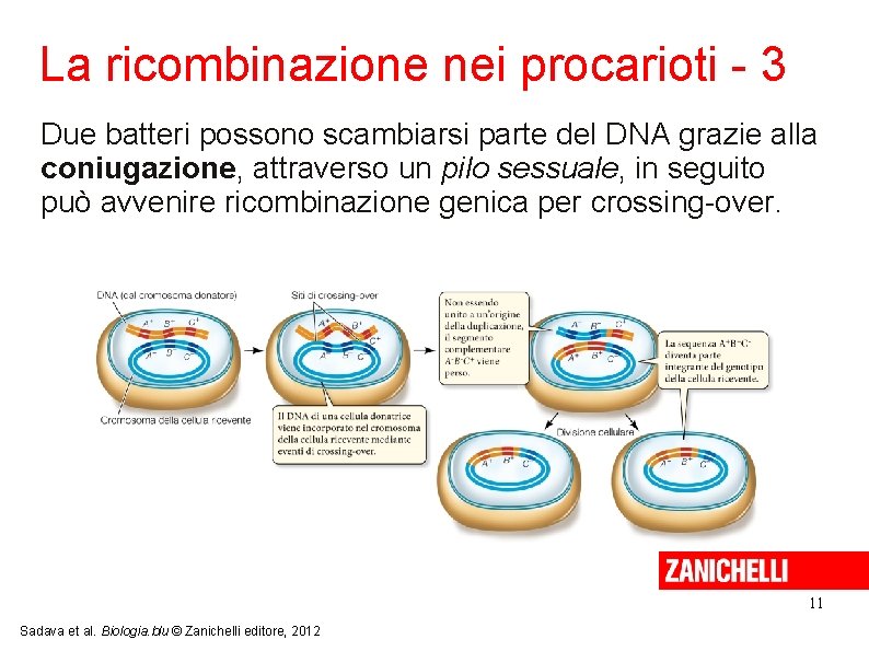 La ricombinazione nei procarioti - 3 Due batteri possono scambiarsi parte del DNA grazie