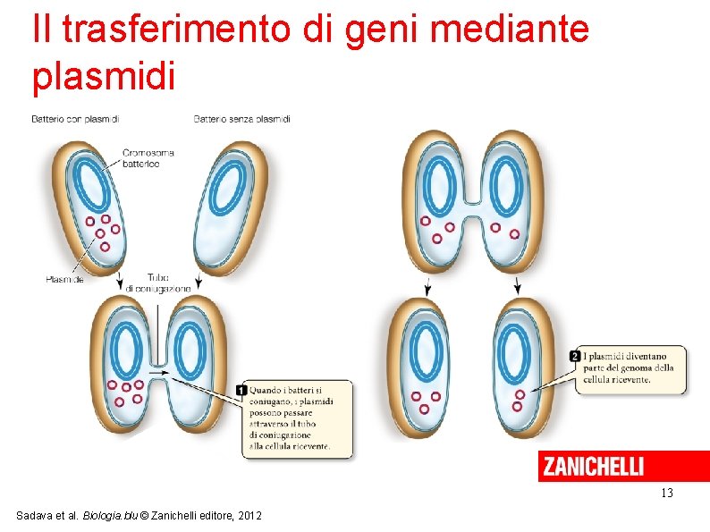 Il trasferimento di geni mediante plasmidi 13 Sadava et al. Biologia. blu © Zanichelli