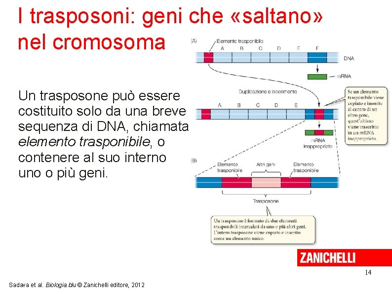 I trasposoni: geni che «saltano» nel cromosoma Un trasposone può essere costituito solo da