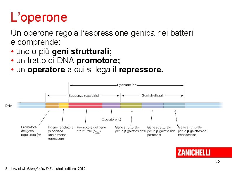 L’operone Un operone regola l’espressione genica nei batteri e comprende: • uno o più