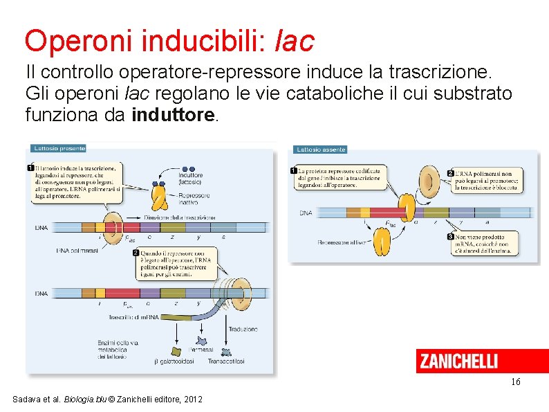 Operoni inducibili: lac Il controllo operatore-repressore induce la trascrizione. Gli operoni lac regolano le