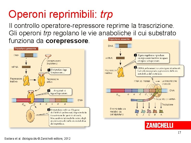 Operoni reprimibili: trp Il controllo operatore-repressore reprime la trascrizione. Gli operoni trp regolano le