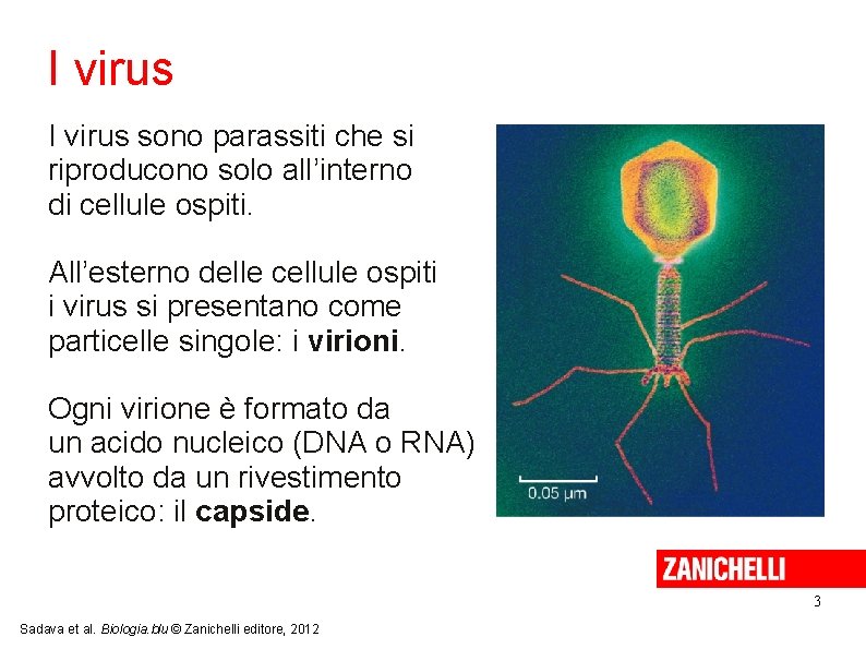 I virus sono parassiti che si riproducono solo all’interno di cellule ospiti. All’esterno delle